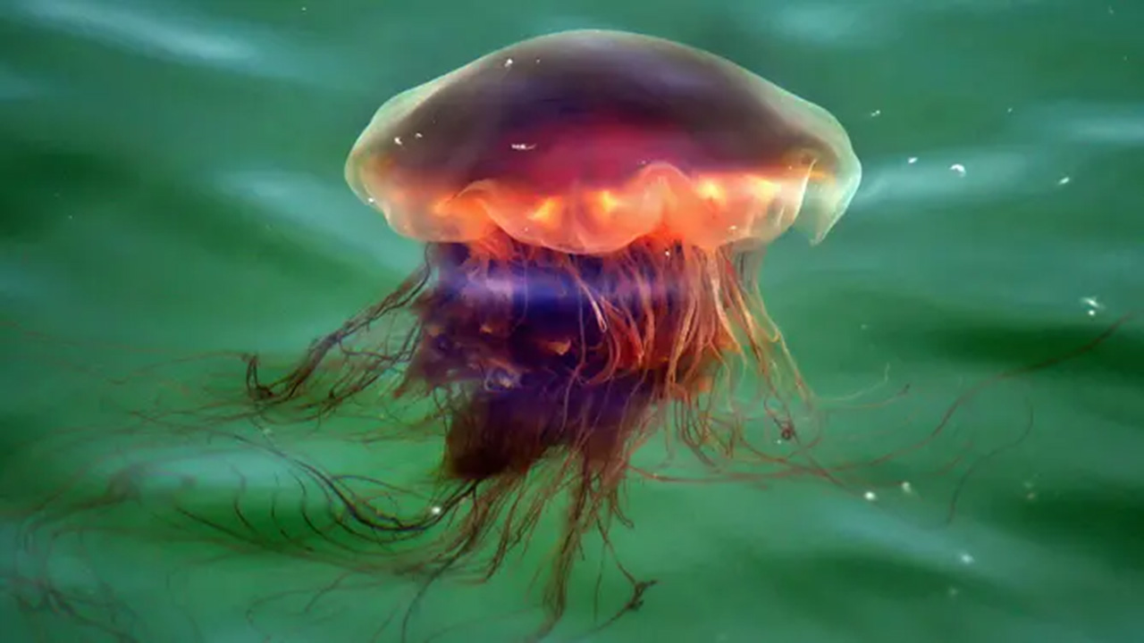 Thousands of giant lion's mane jellyfish sightings trigger public safety alerts for New England beachgoers